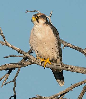 Lanner Falcon front view